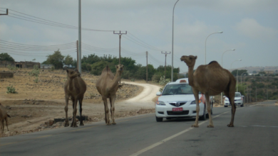 عبور الحيوانات بغير الأماكن المخصصة لها