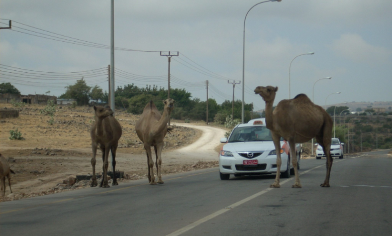 عبور الحيوانات بغير الأماكن المخصصة لها